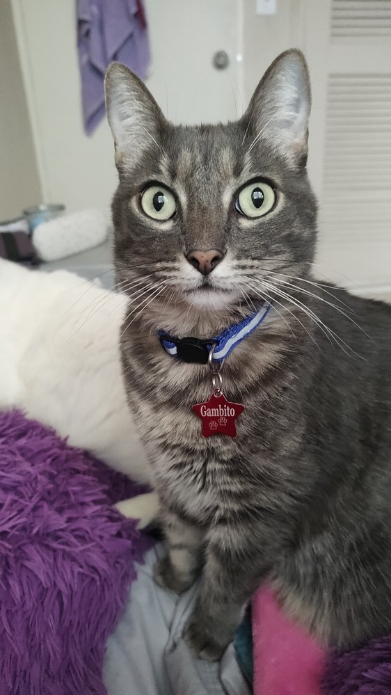 Pet Profile Image