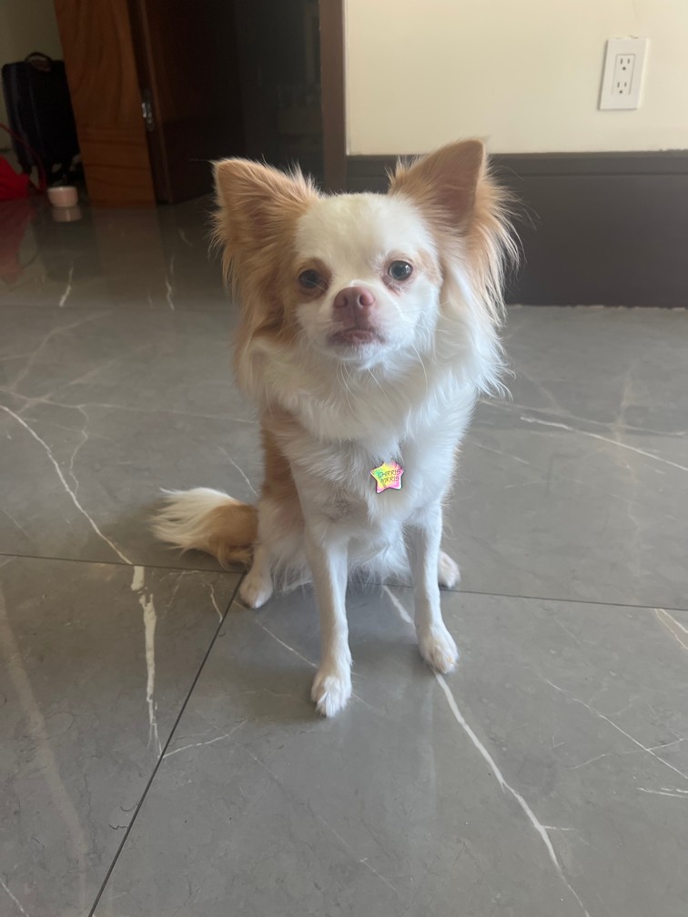Pet Profile Image