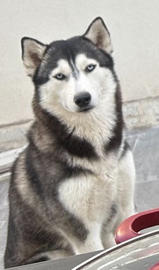 Pet Profile Image