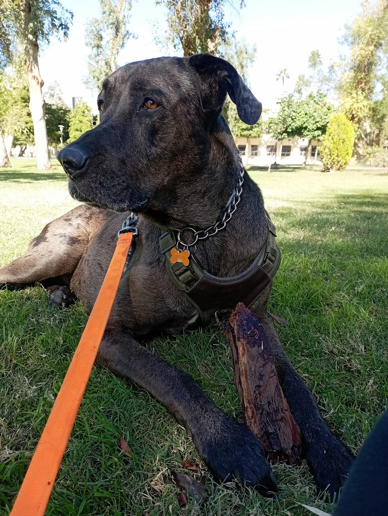 Pet Profile Image
