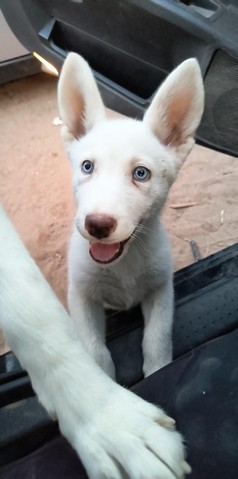 Pet Profile Image