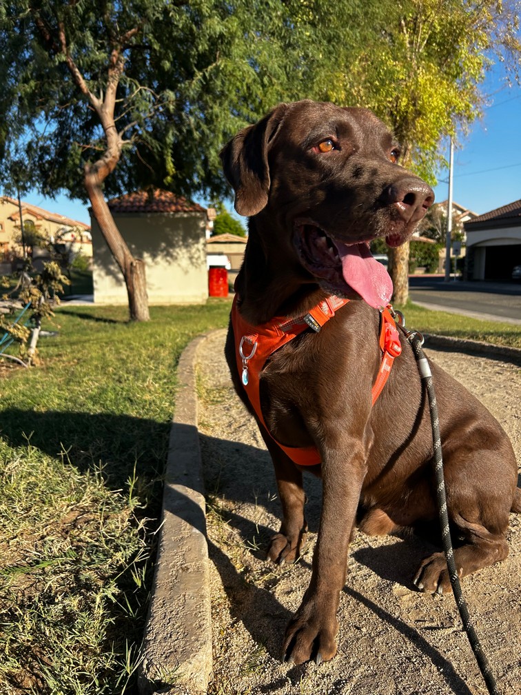 Pet Profile Image