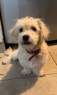 Pet Profile Image