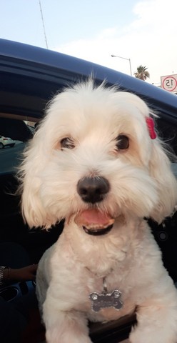 Pet Profile Image