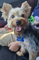Pet Profile Image