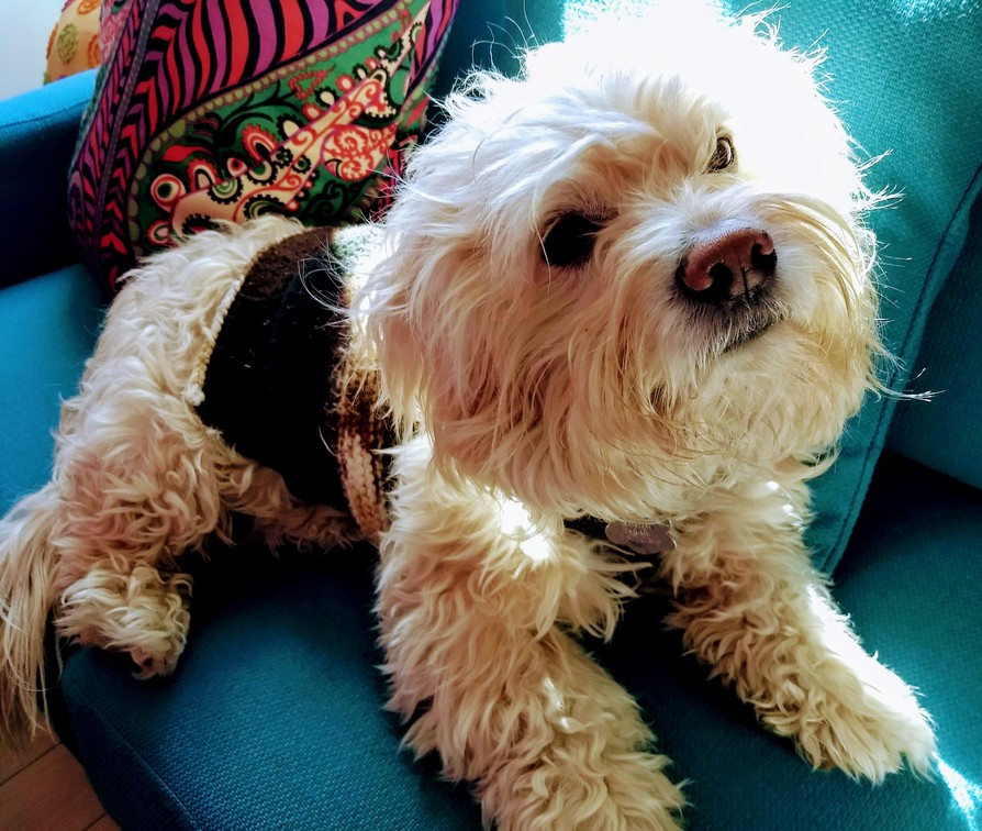 Pet Profile Image