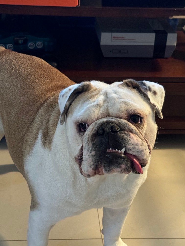 Pet Profile Image