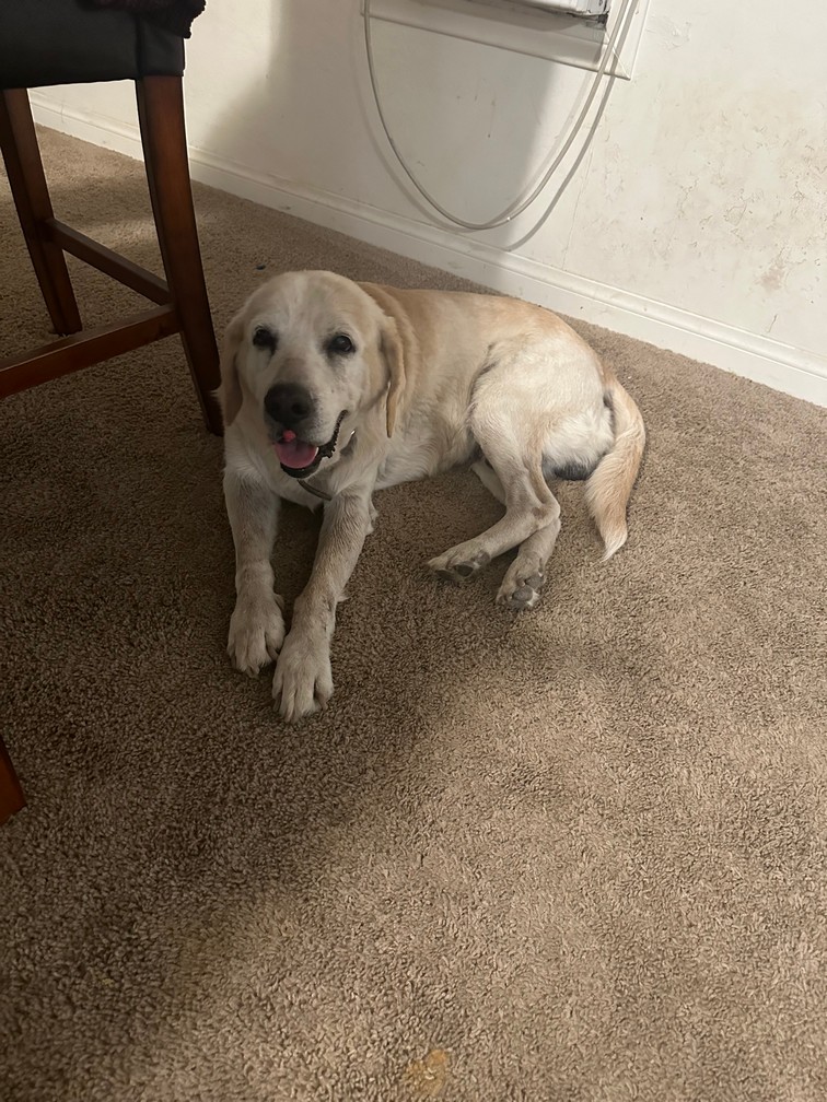Pet Profile Image