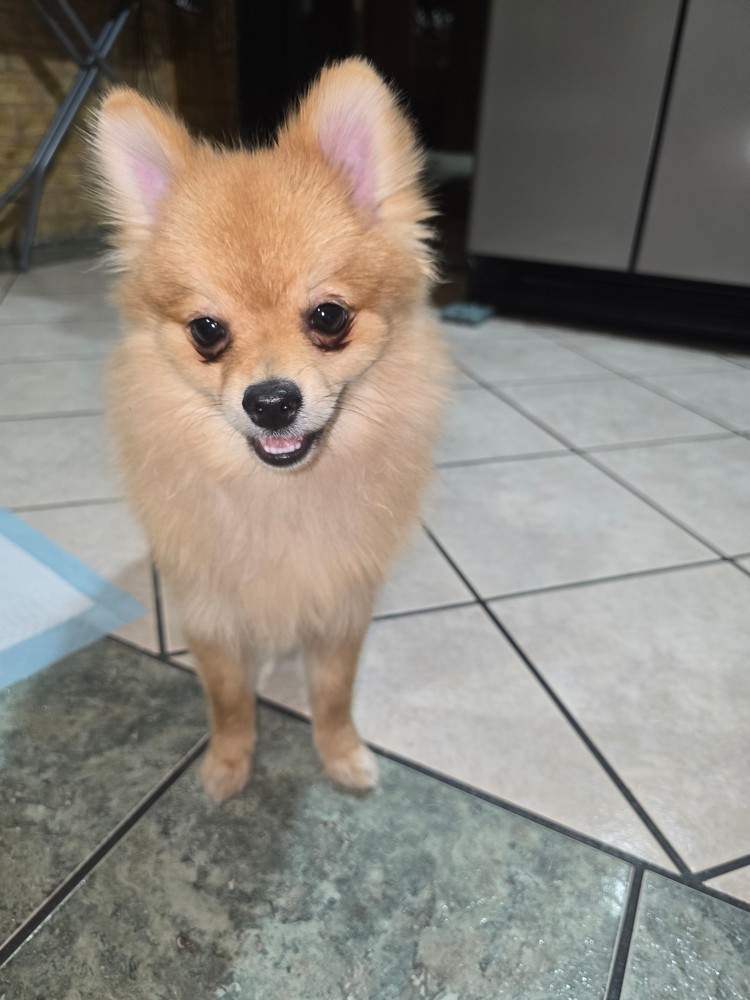 Pet Profile Image