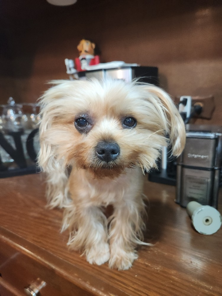 Pet Profile Image