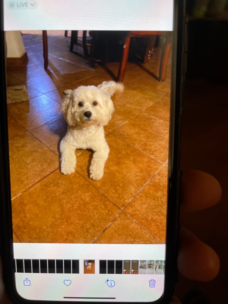 Pet Profile Image