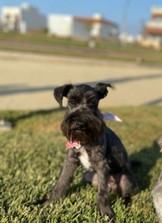Pet Profile Image
