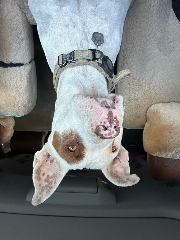 Pet Profile Image