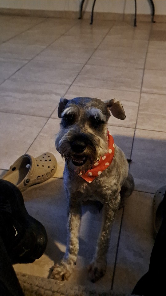 Pet Profile Image
