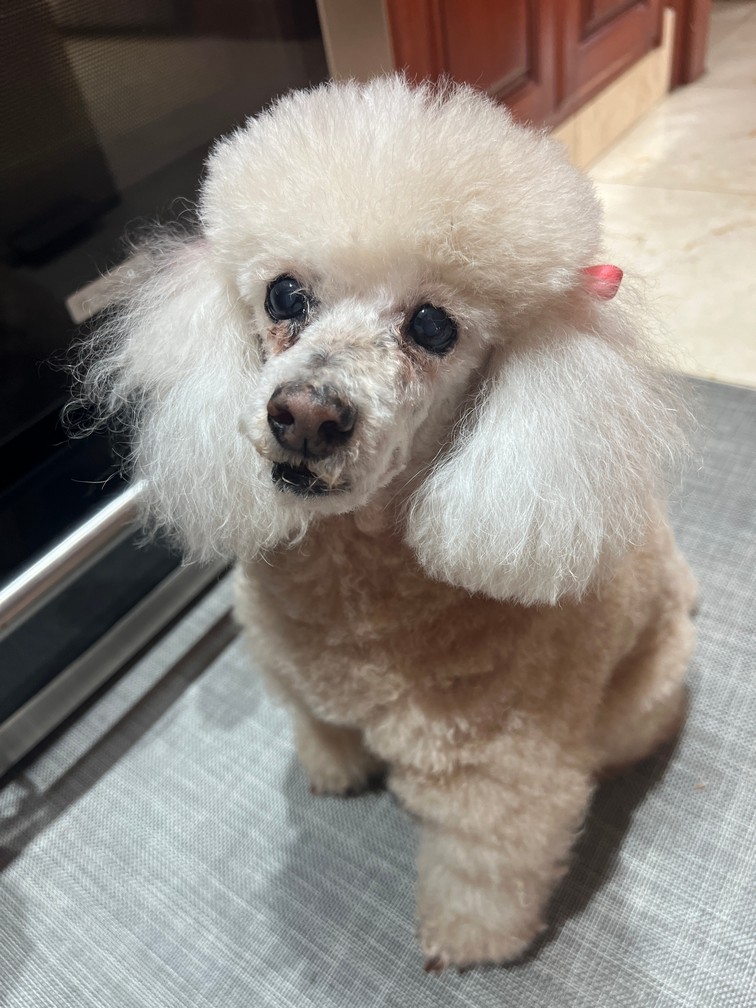 Pet Profile Image