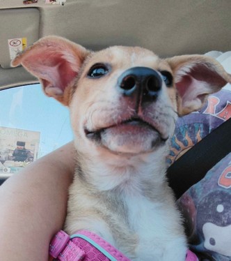Pet Profile Image