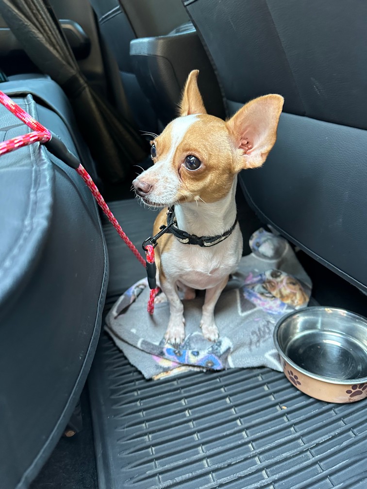 Pet Profile Image