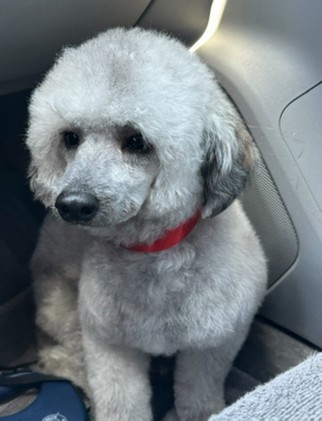 Pet Profile Image