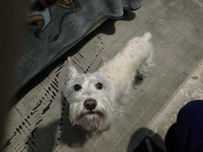 Pet Profile Image