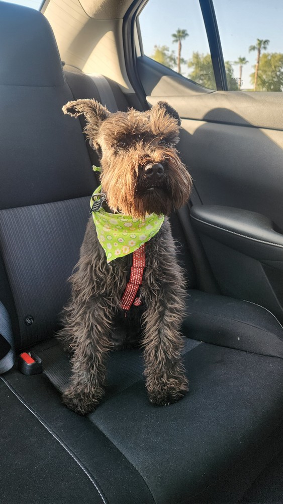 Pet Profile Image