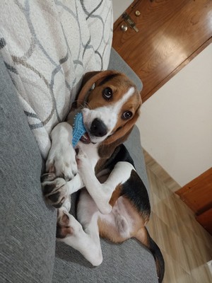 Pet Profile Image