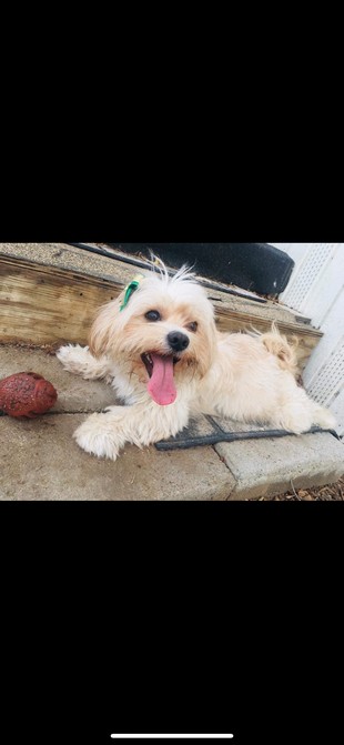 Pet Profile Image