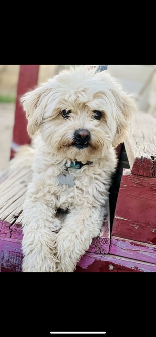 Pet Profile Image