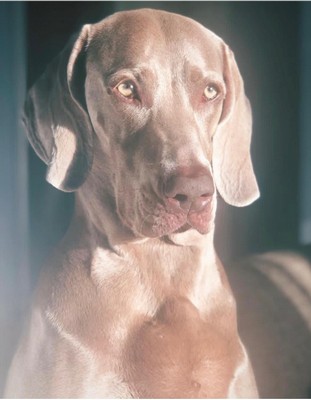Pet Profile Image