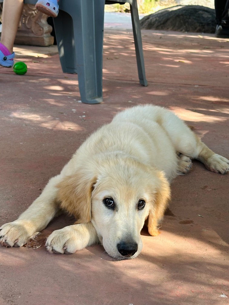 Pet Profile Image