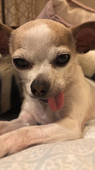 Pet Profile Image