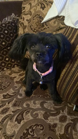 Pet Profile Image
