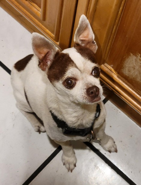 Pet Profile Image