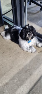 Pet Profile Image