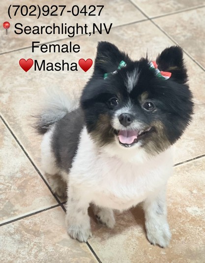 Pet Profile Image