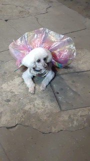 Pet Profile Image