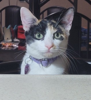 Pet Profile Image