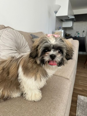 Pet Profile Image