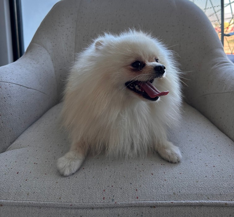 Pet Profile Image