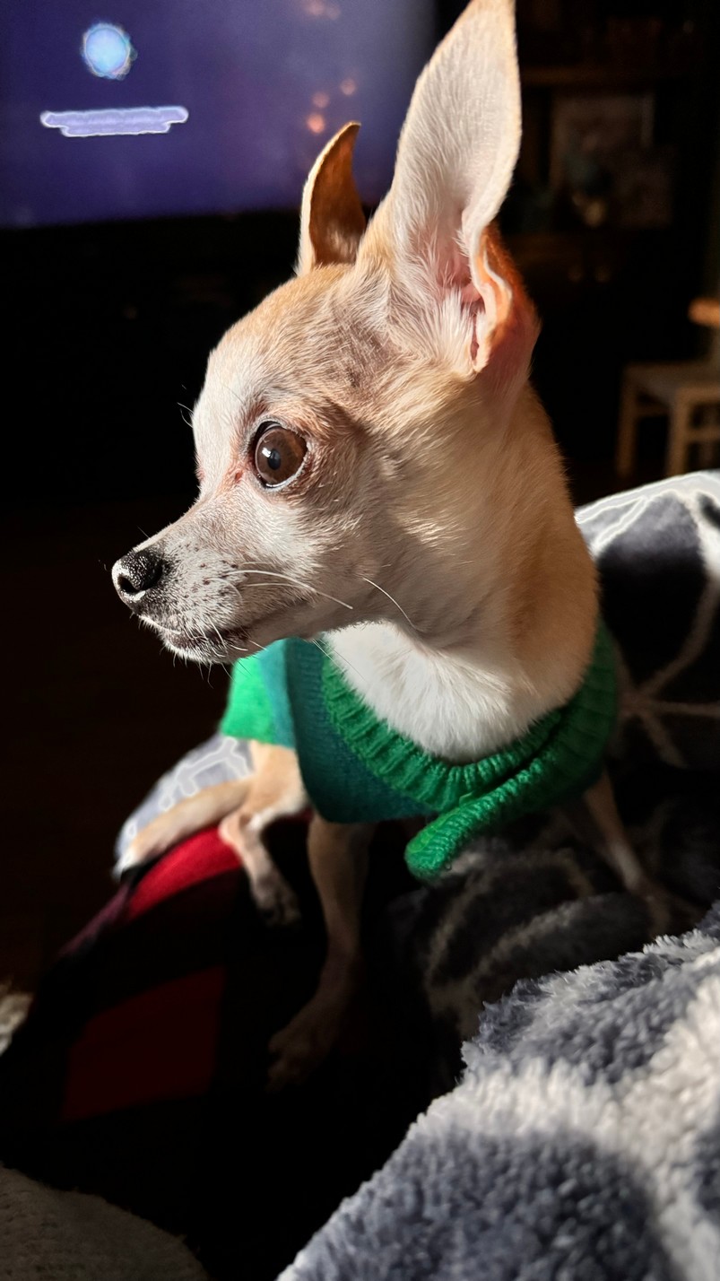 Pet Profile Image