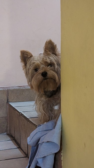 Pet Profile Image