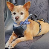 Pet Profile Image