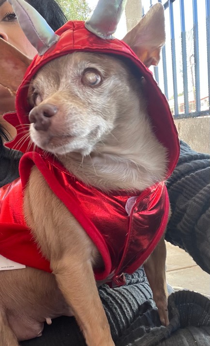 Pet Profile Image