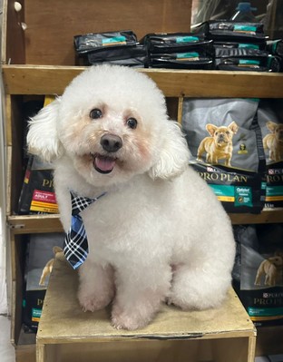 Pet Profile Image