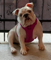 Pet Profile Image