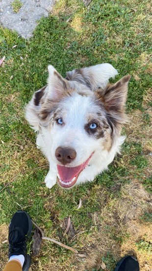 Pet Profile Image