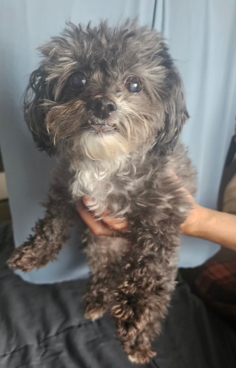 Pet Profile Image