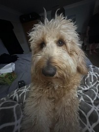 Pet Profile Image