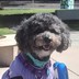 Pet Profile Image