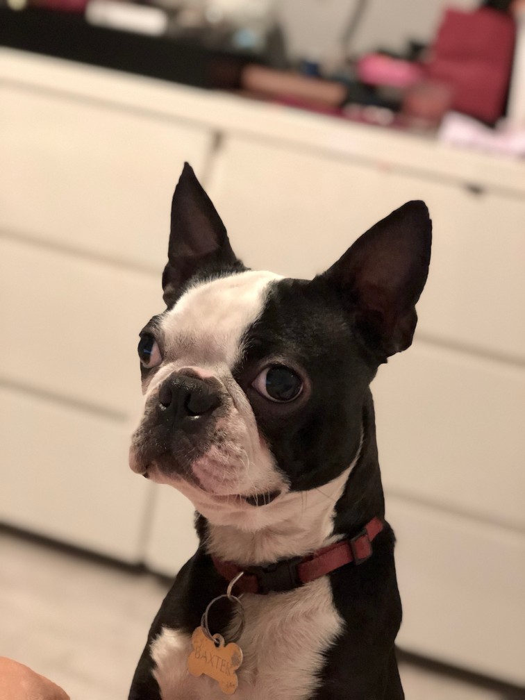 Pet Profile Image