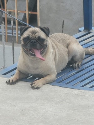 Pet Profile Image